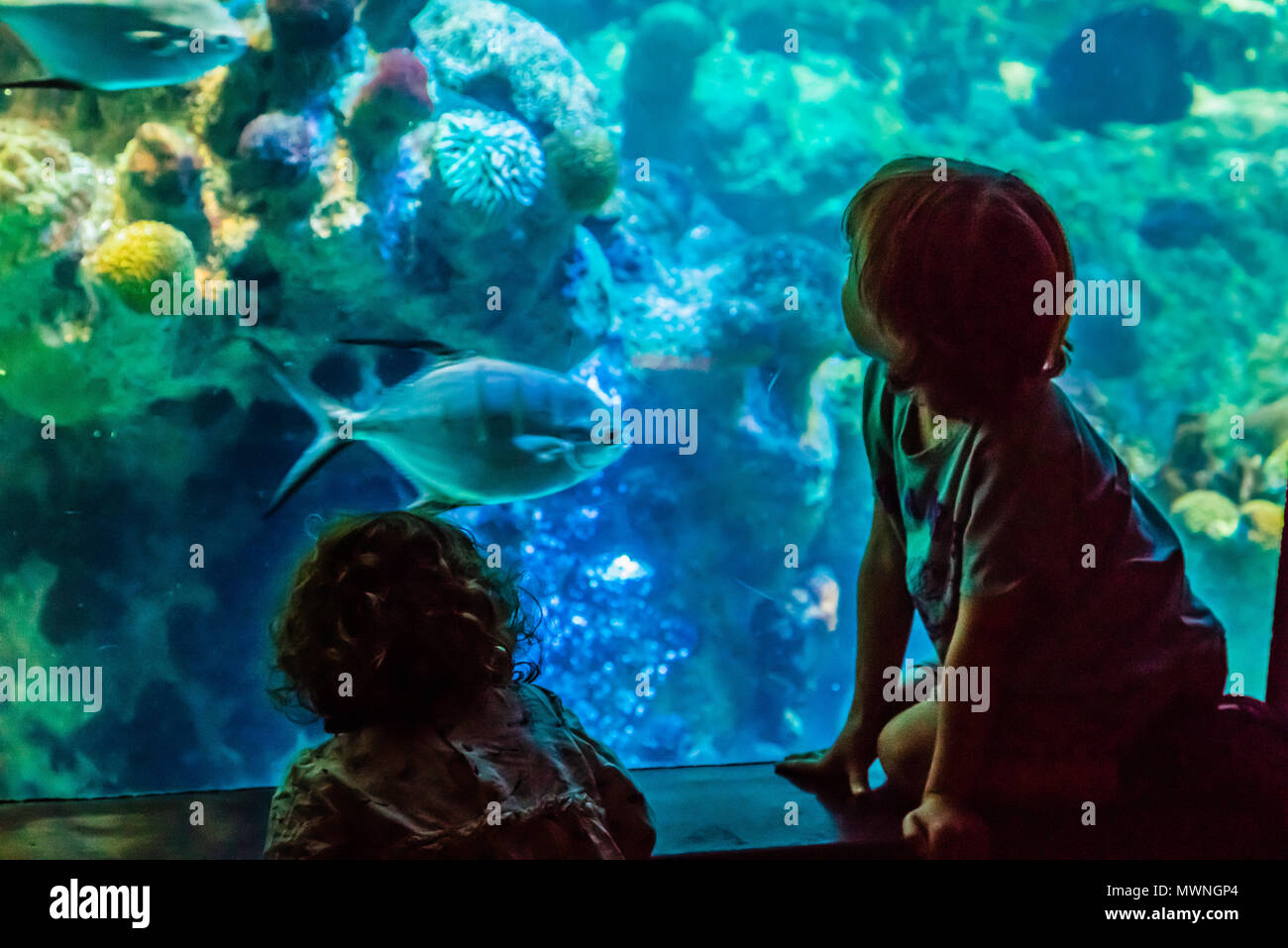 New England Aquarium Boston, Massachusetts, USA Stockfoto