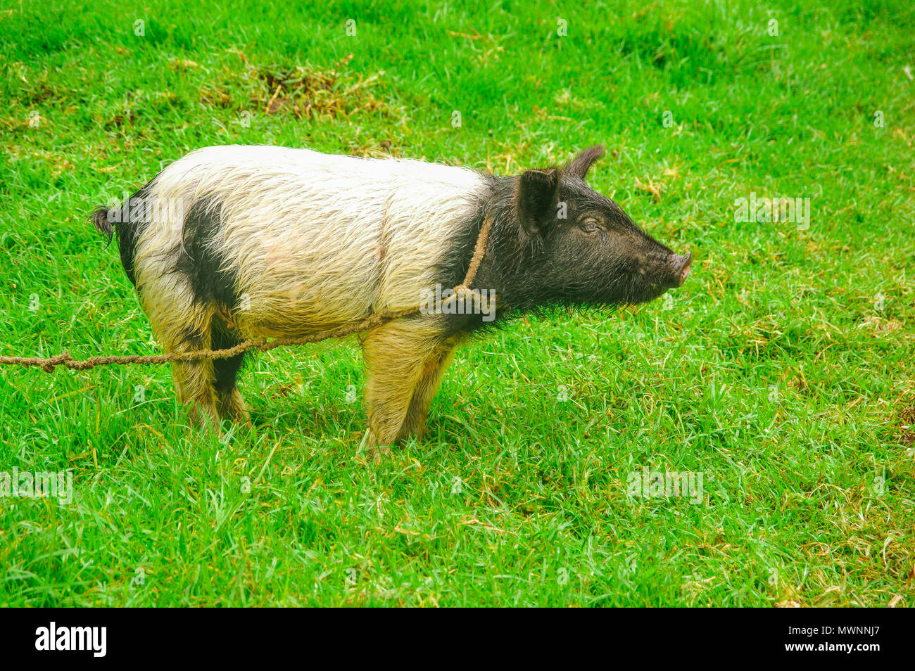 Im freien Blick auf Schwein mit einem Seil um den Hals Beweidung im Gras Stockfoto