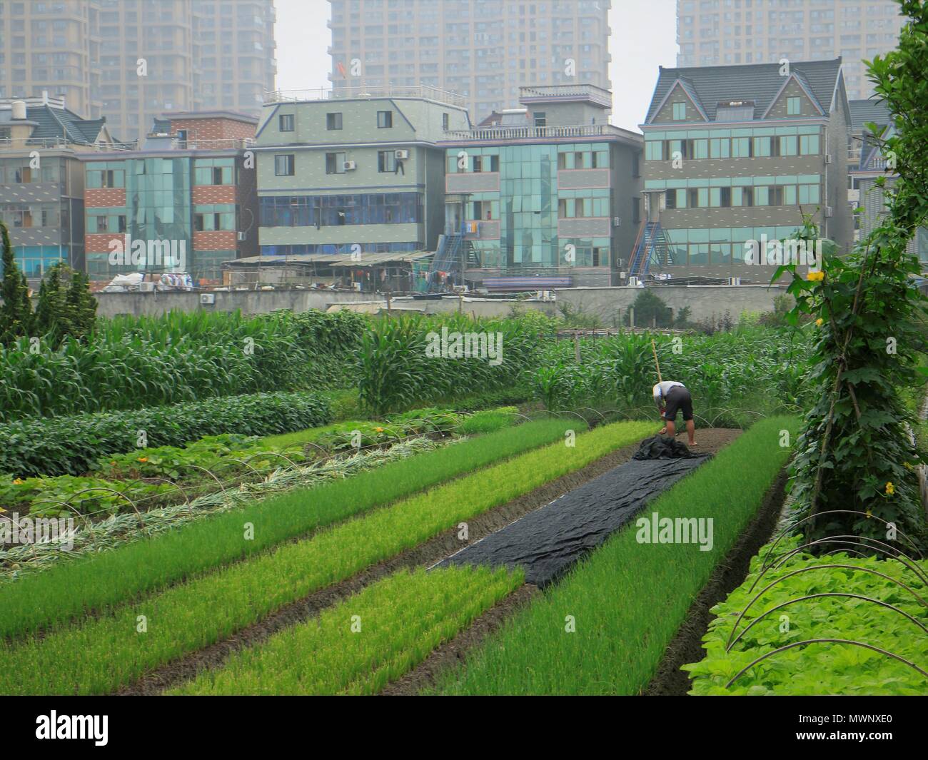 Der Mensch sät Samen in seiner Zuteilung in der Stadt Hangzhou, China Stockfoto