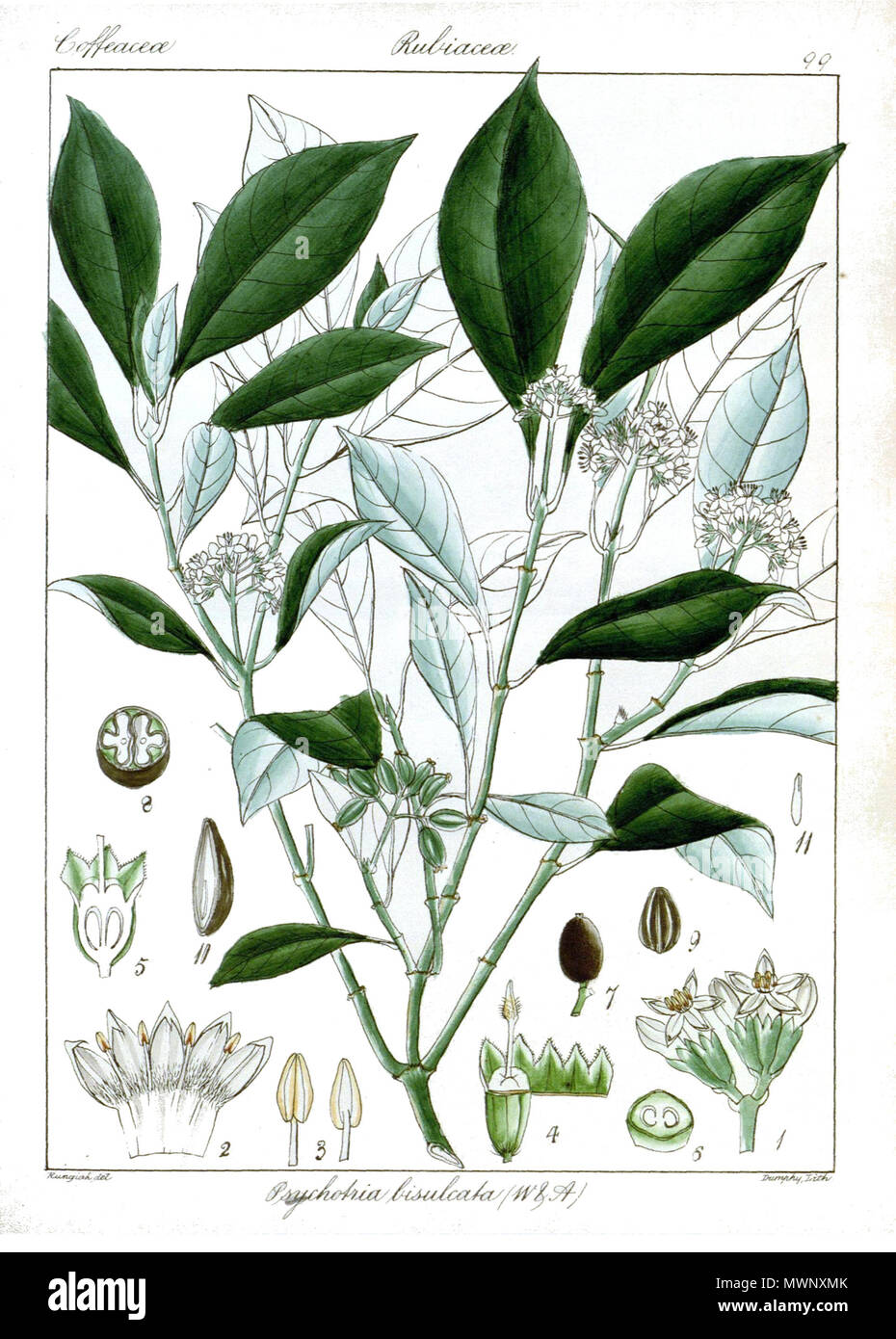 . Englisch: Psychotria bisulcata. 1851. Kunst: Rungiah; Text: Robert Wight 505 Psychotria bisulcata Rungiah Stockfoto