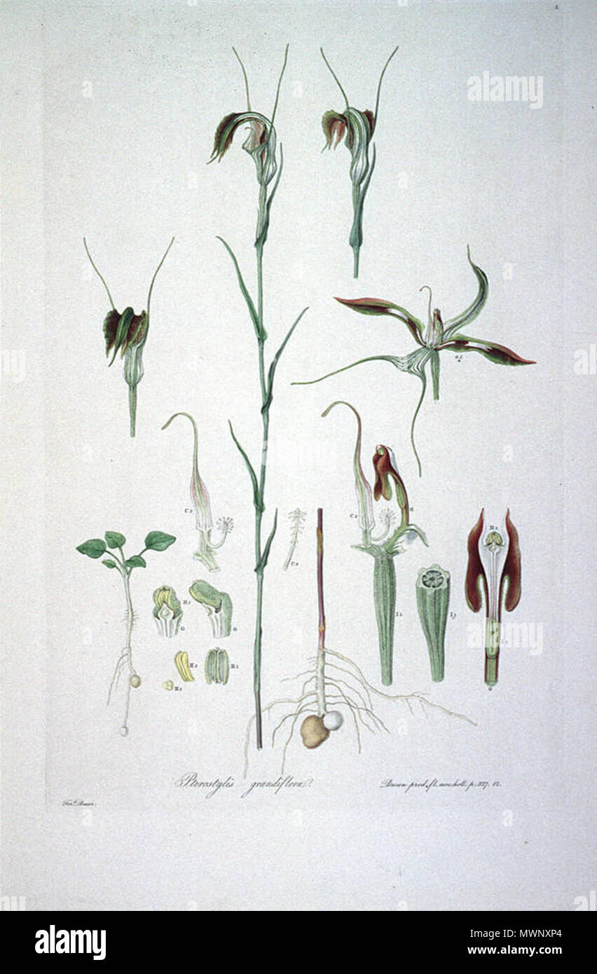 . Dies ist ein Scan der Platte 2 von Ferdinand Bauer Illustrationes Florae Novae Hollandiae. Die Anlage ist Pterostylis grandiflora. Anfang des 19. Jahrhunderts. Ferdinand Bauer (1760-1826) 505 Pterostylis grandiflora (Illustrationes Florae Novae Hollandiae Platte 2) Stockfoto