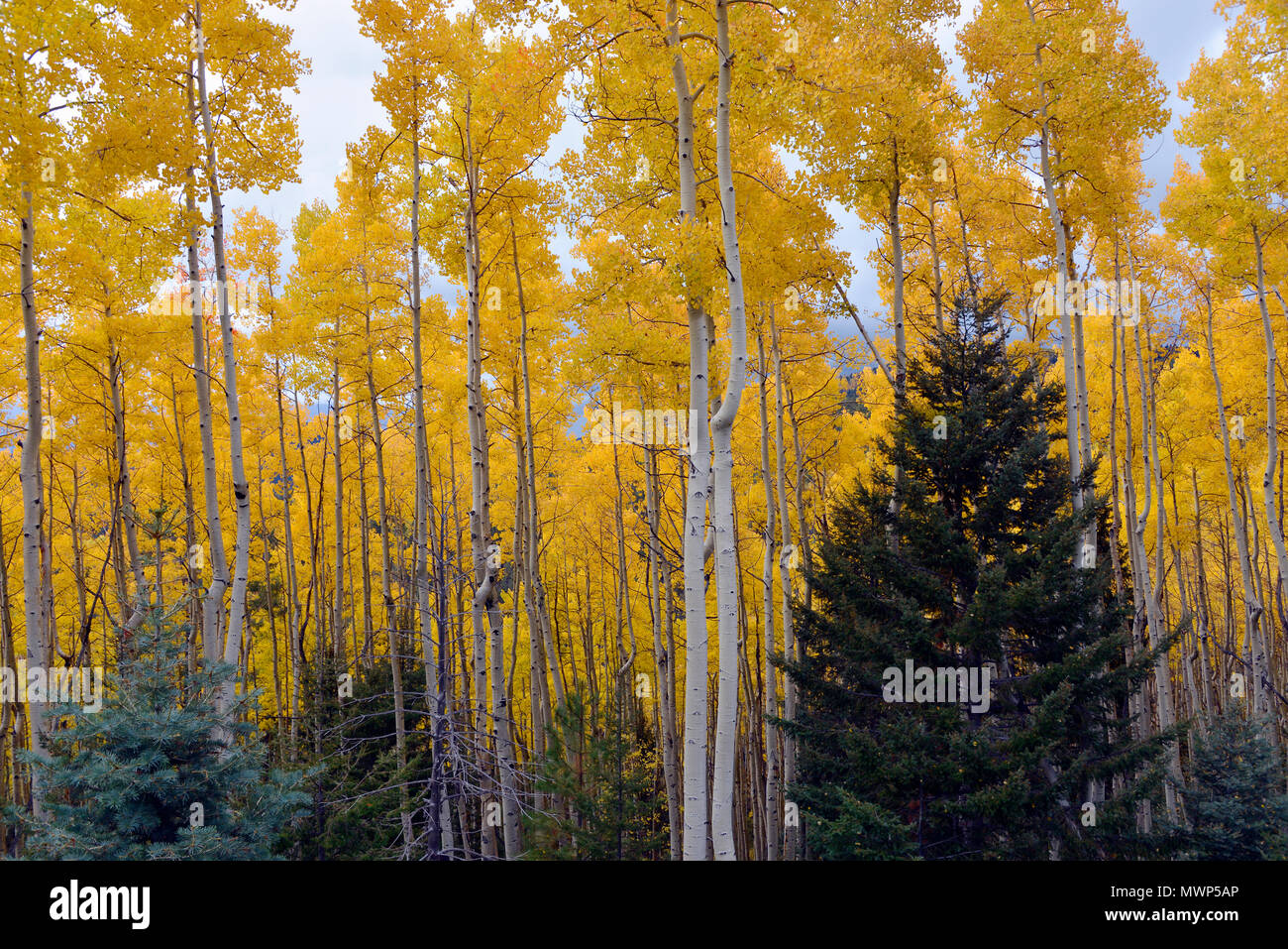 Santa Fe National Forest Grove (wahrscheinlich ein einzelnes Klonen) von Espen in Gold Falllaub, Santa Fe, NM, USA Stockfoto