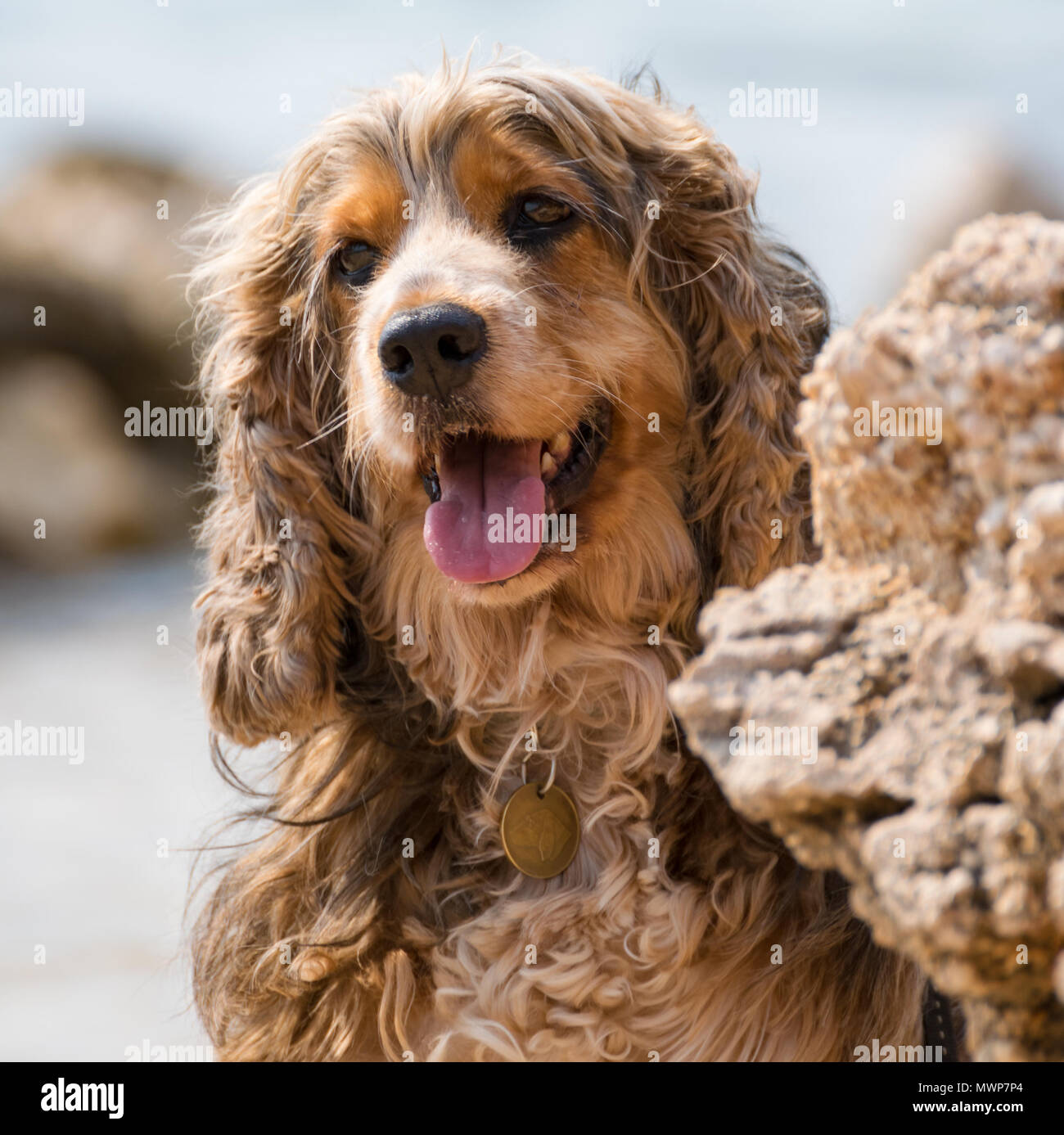 Braune kleine Hund zeigt Zunge hinter einem Felsen. Stockfoto
