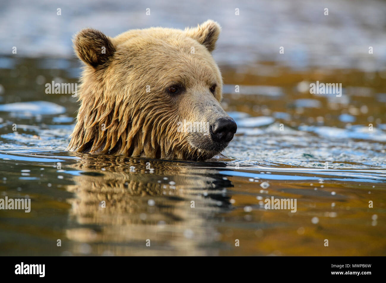 Grizzly Bear (Ursus arctos) - Jagd für sockeye Lachse in den Chilko River, Chilcotin Wildnis, British Columbia, BC, Kanada Stockfoto