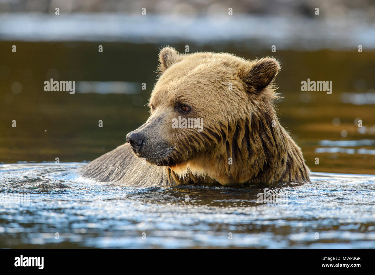 Grizzly Bear (Ursus arctos) - Jagd für sockeye Lachse in den Chilko River, Chilcotin Wildnis, British Columbia, BC, Kanada Stockfoto