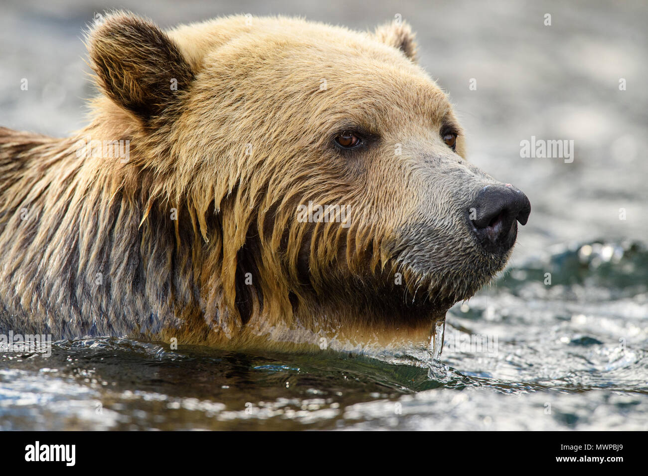 Grizzly Bear (Ursus arctos) - Jagd für sockeye Lachse in den Chilko River, Chilcotin Wildnis, British Columbia, BC, Kanada Stockfoto