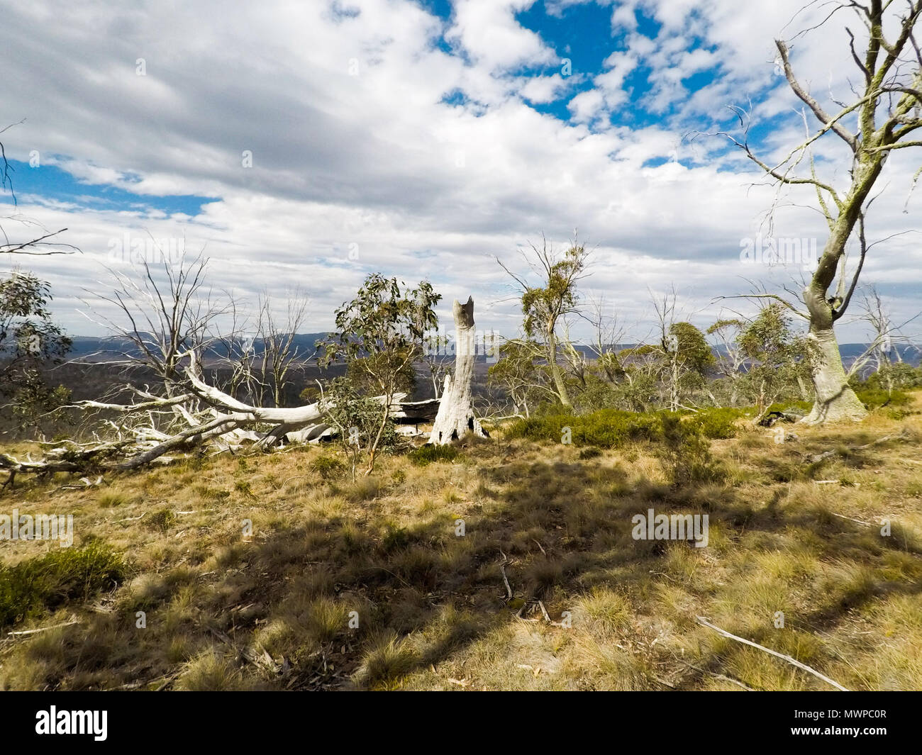 Tote Bäume auf dem Berg Nattung in Kosciuszko National Park, Australien Stockfoto