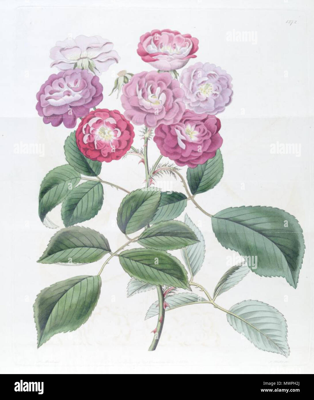 . Englisch: Rosa's sogar Schwestern. 10 Dezember 2013, 22:50:20. Edwards's Botanical Register 529 Rosa's sogar Schwestern' Edwards Stockfoto
