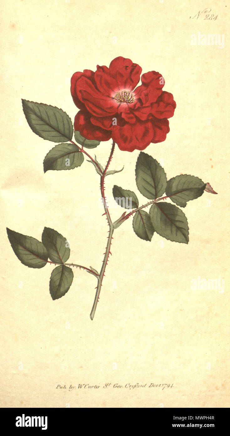 Rosa chinensis var semperflorens Fotos und Bildmaterial in hoher