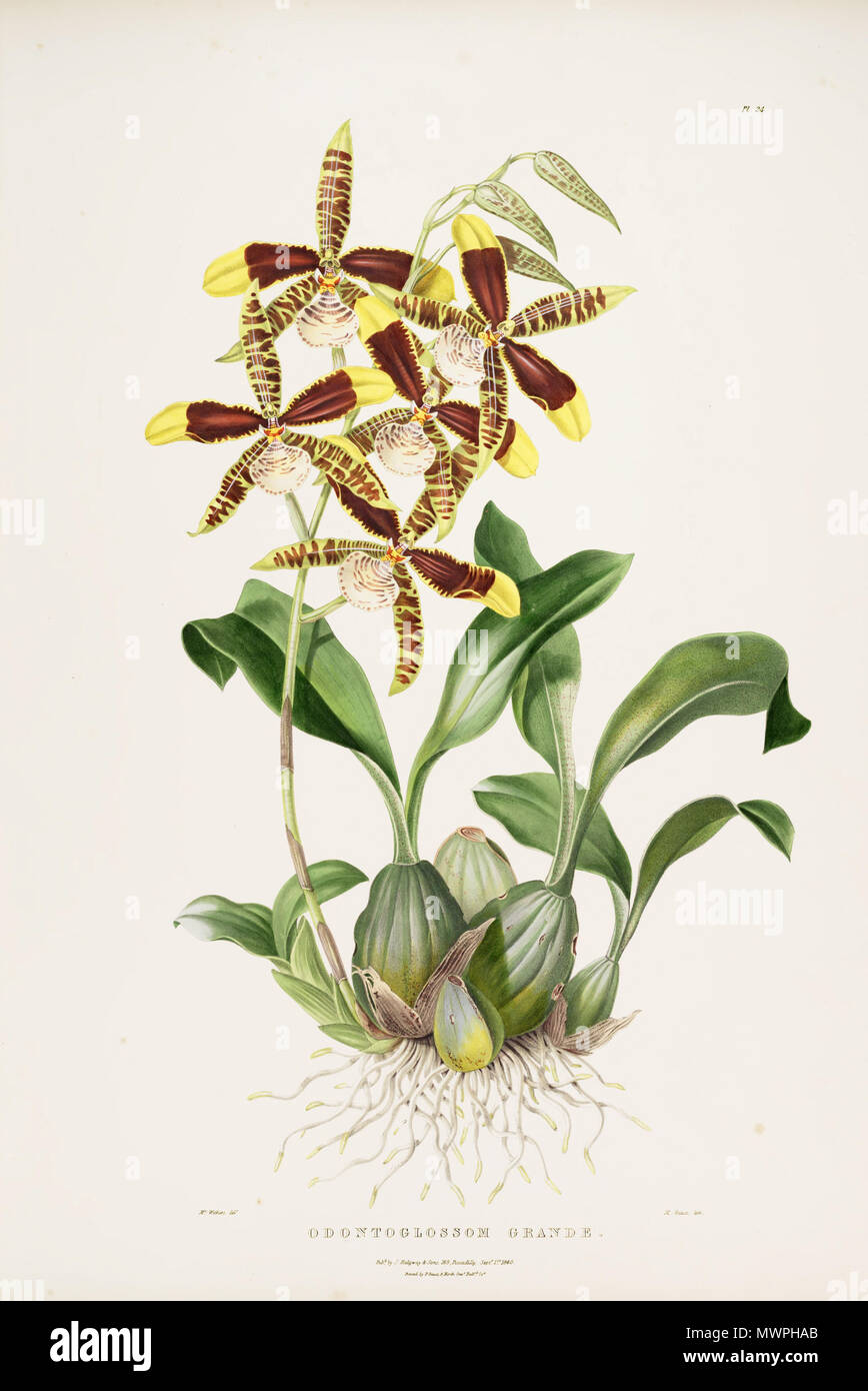 . Abbildung: Rossioglossum Grande (syn. Odontoglossum Grande). 1840. Augusta Innes Widerrist (Del.) - M. Gauci (Lith.) 529 Rossioglossum Grande (Odontoglossum Grande): Bateman Orch. Mex. Guat.pl. 24 (1840) Stockfoto
