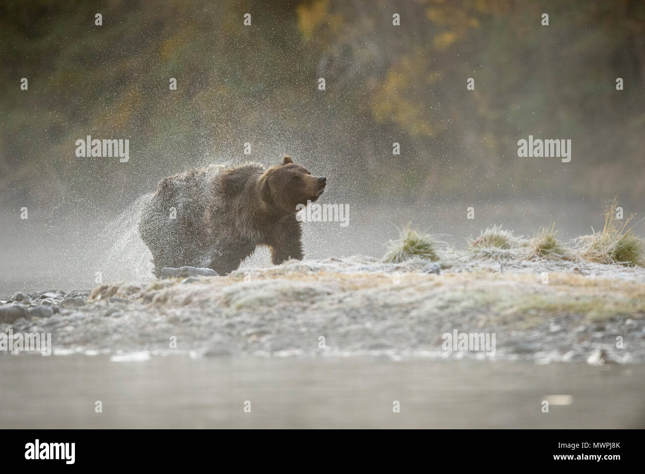 Grizzly Bear (Ursus arctos) - Schütteln Wasser aus Fell in den Chilko River, Chilcotin Wildnis, British Columbia, BC, Kanada Stockfoto