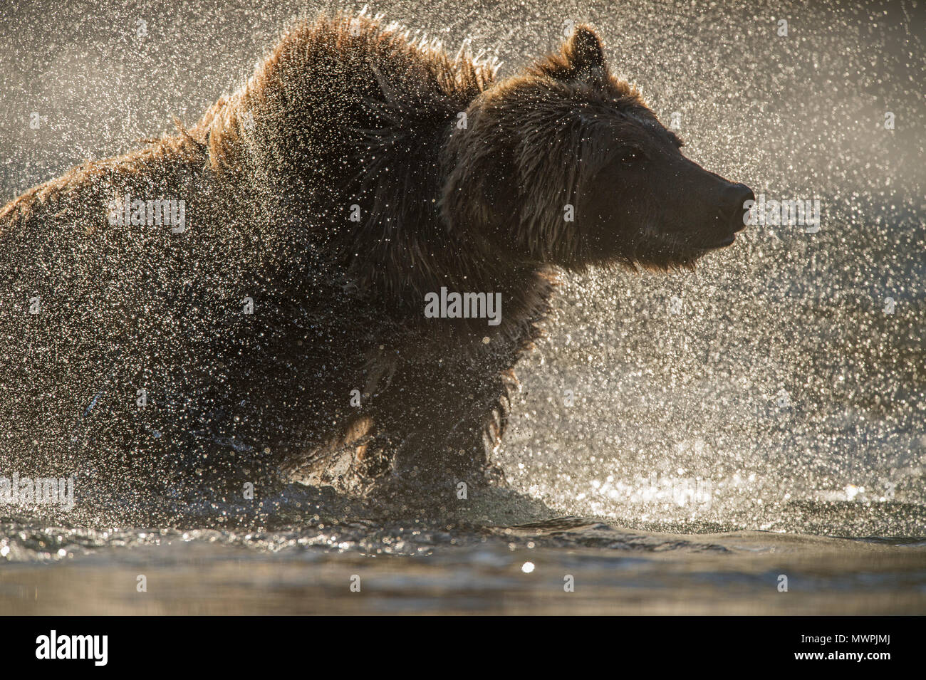 Grizzly Bear (Ursus arctos) - Schütteln Wasser aus Fell in den Chilko River, Chilcotin Wildnis, British Columbia, BC, Kanada Stockfoto