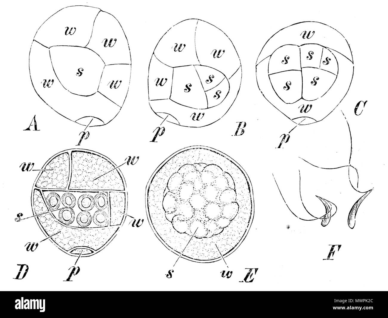. Selaginella stolonifera (A-E): Keimung der Mikrosporen. p Antheridiumwandzelle Prothalliumzelle, w, s spermatogene Zelle. A, B, D von der Seite, C vom Rücken. In E Prothalliumzelle nicht sichtbar ist sterben, sterben, sterben aufgelöst Wandzellen Spermatozoidmutterzellen umgeben. F S. cuspidata, Spermatozoiden. 1900.de: Heinrich Schenck 551 Selaginella microspore Strasburger 1900 Stockfoto