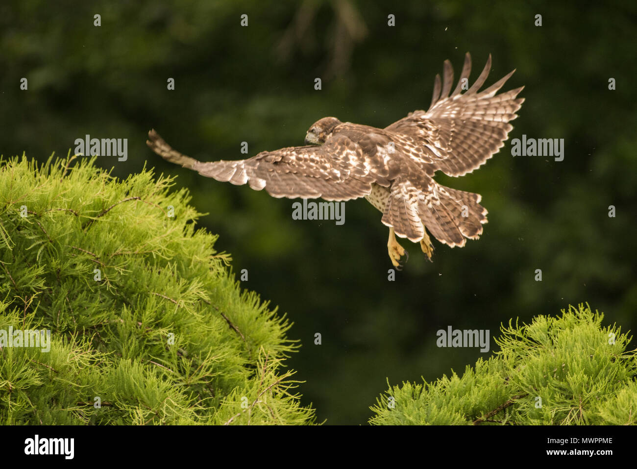 Ein jugendlicher Red tailed Hawk (Buteo Jamaicensis) seinen ersten Flug dauert, war es nur eine kurze Reise, aber unleugbar fliegen. Stockfoto