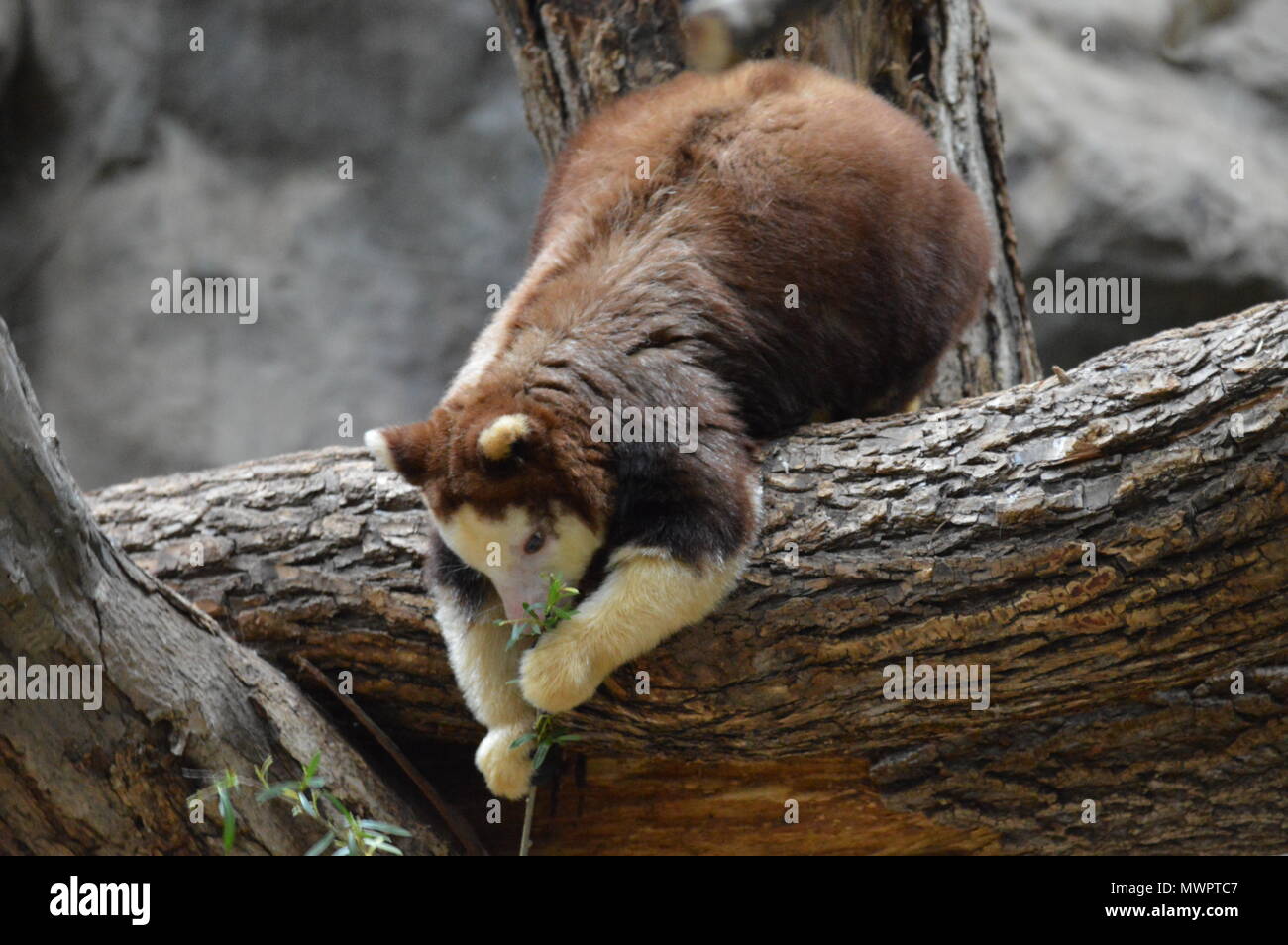 Tree kangaroo auf einem Ast Essen Salat Stockfoto