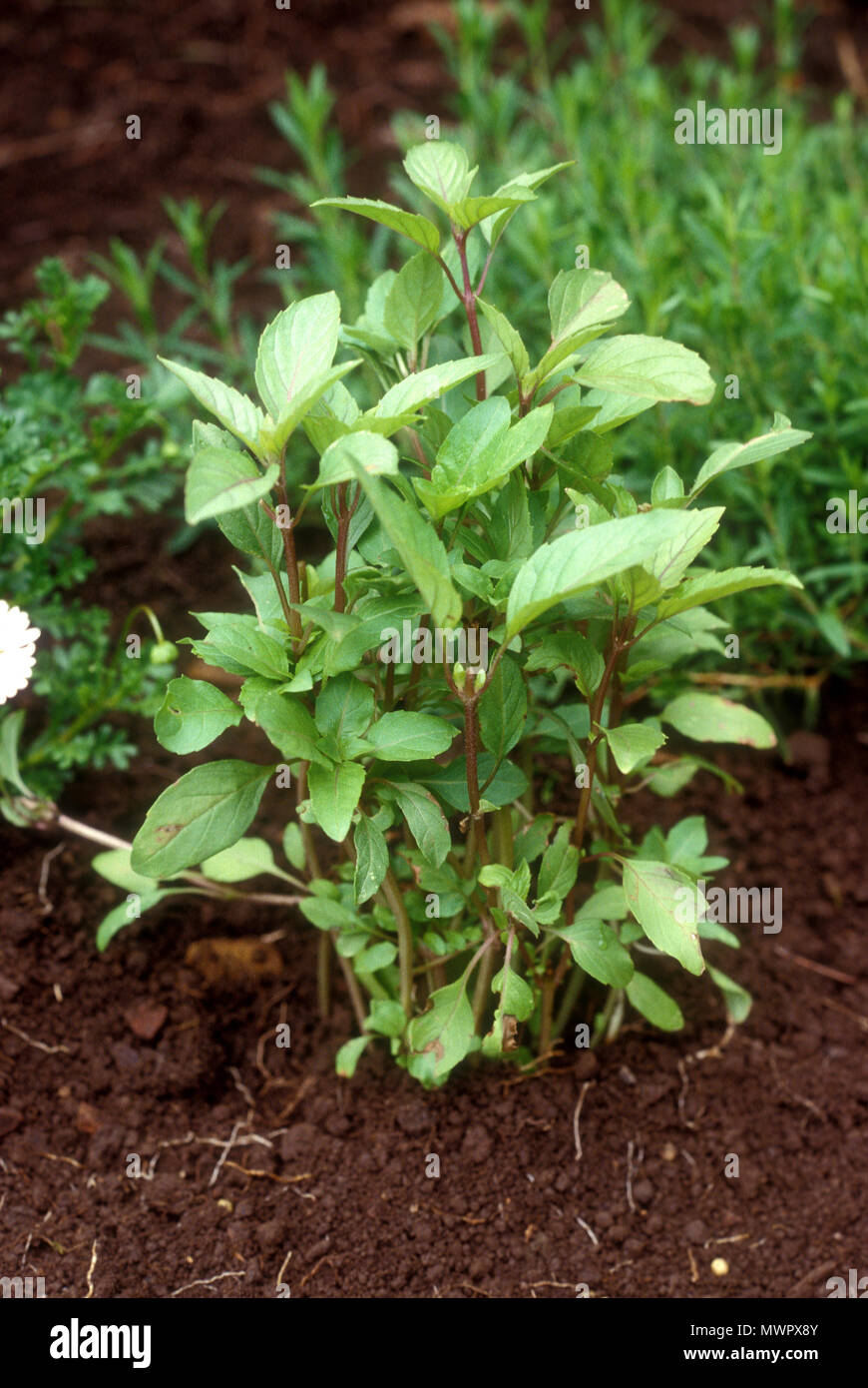 Anis Basilikum (Ocimum basilicum 'Anis) Stockfoto