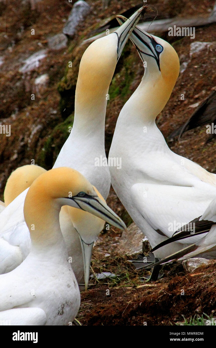 Eine der größten Seevögel der Nordatlantik, der nördlichen Gannett ist spektakulär, wie es ins Meer stürzt auf der Suche nach Fisch. Stockfoto