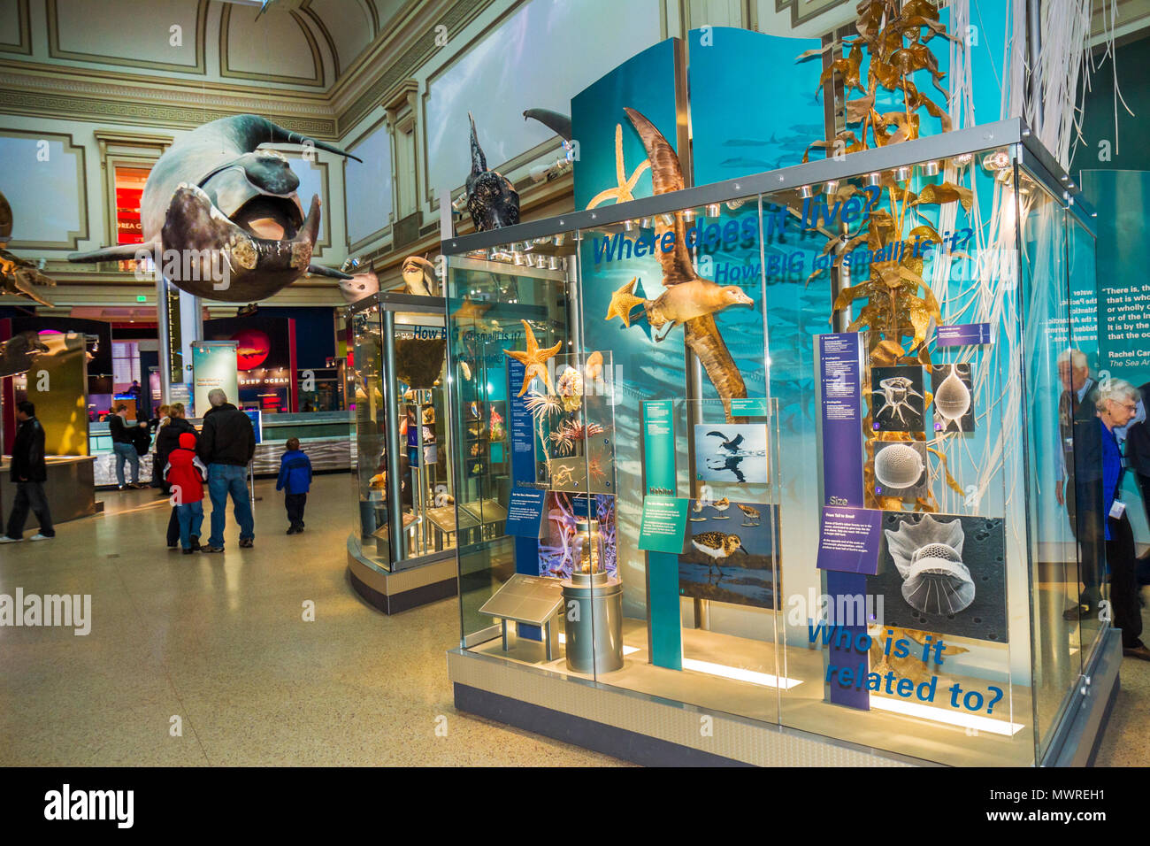 Washington DC D.C., National Museum of Natural History, Sant Ocean Hall, Ausstellungssammlung, interpretierende Ausstellung, Produkte Stockfoto