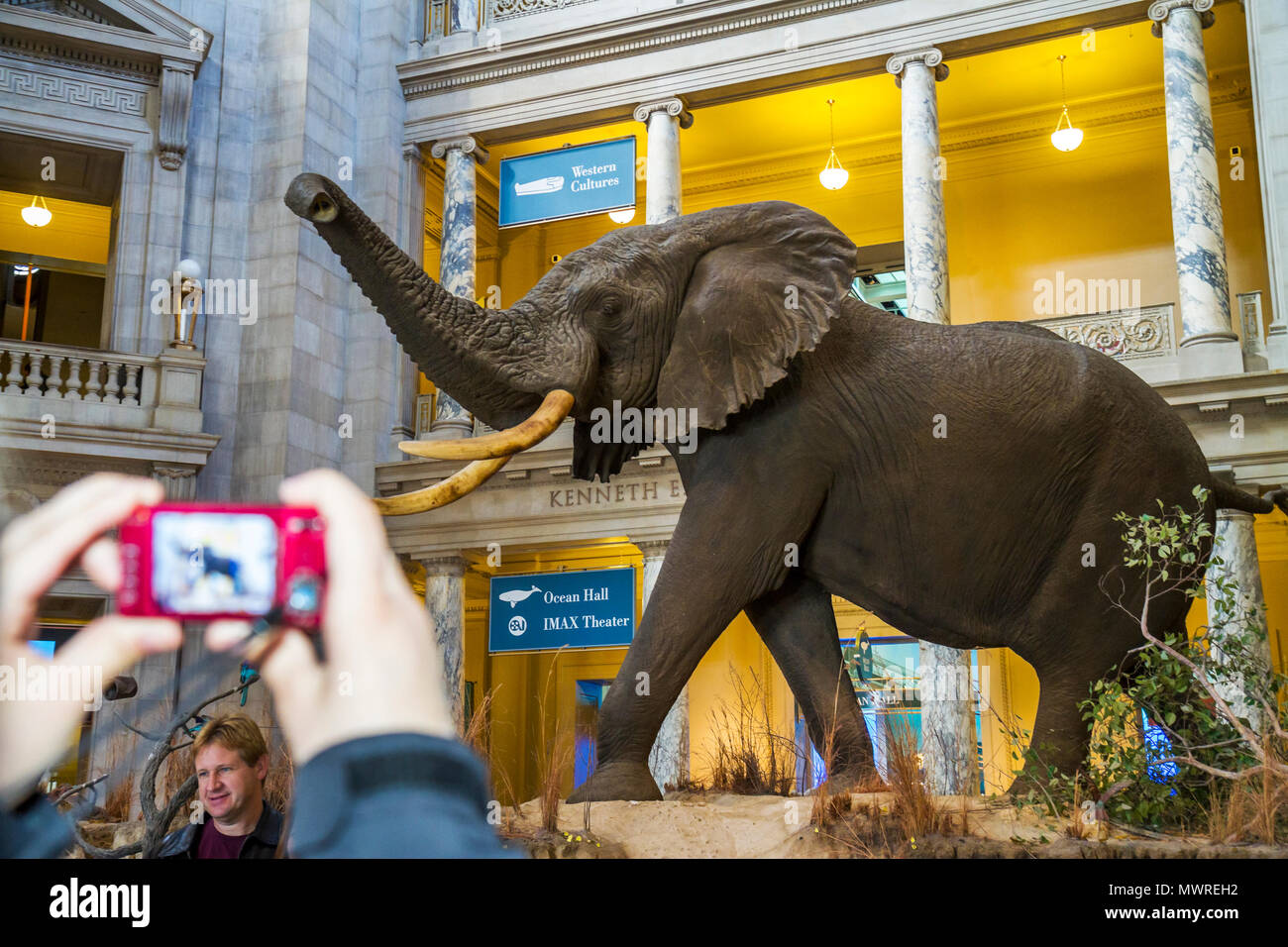 Washington DC Washingto, D.C., National Museum of Natural History, Rotunda, Ausstellungssammlung, Wissenschaft, Natur, Zoologie, Tier, Tierpräparation, Afrika Stockfoto