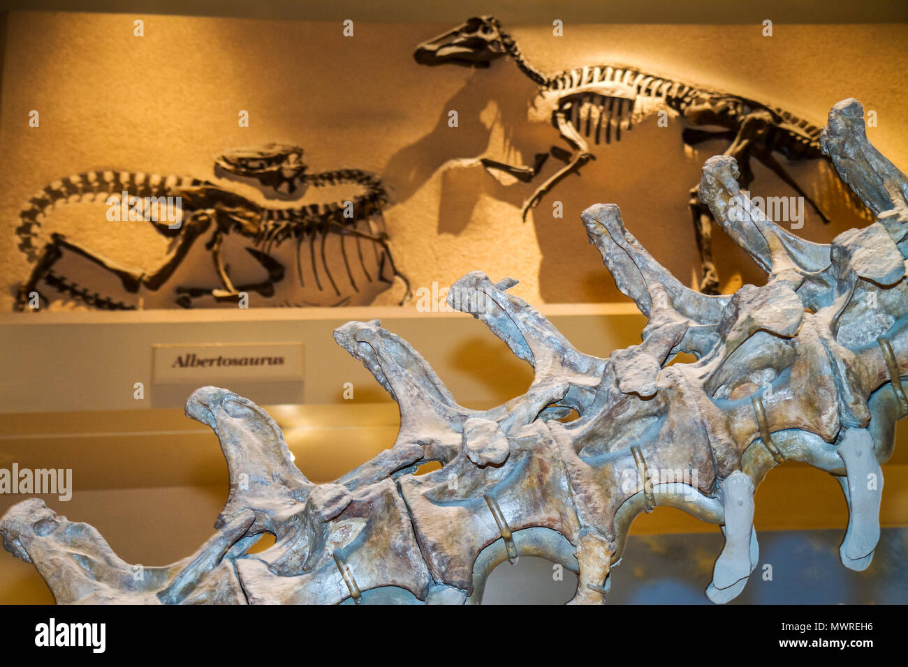 Washington DC, National Museum of Natural History, Dinosaurierhalle, Fossil, Skelett, Ausstellungsverkauf Wissenschaft, Natur, Knochen, Wirbel, Reptil, Sammlung, exhi Stockfoto
