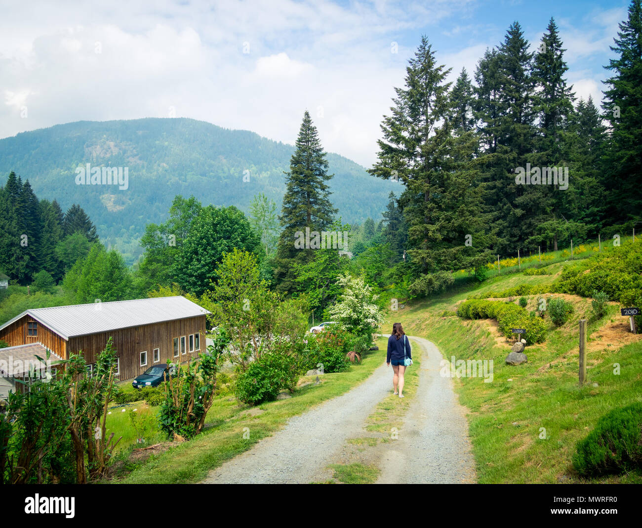 Ein Blick auf die wunderschönen Westholme Kaffee Farm, Kanada's nur kommerzielle Tee wachsende Farm, in der nähe von Duncan, British Columbia, Kanada. Stockfoto