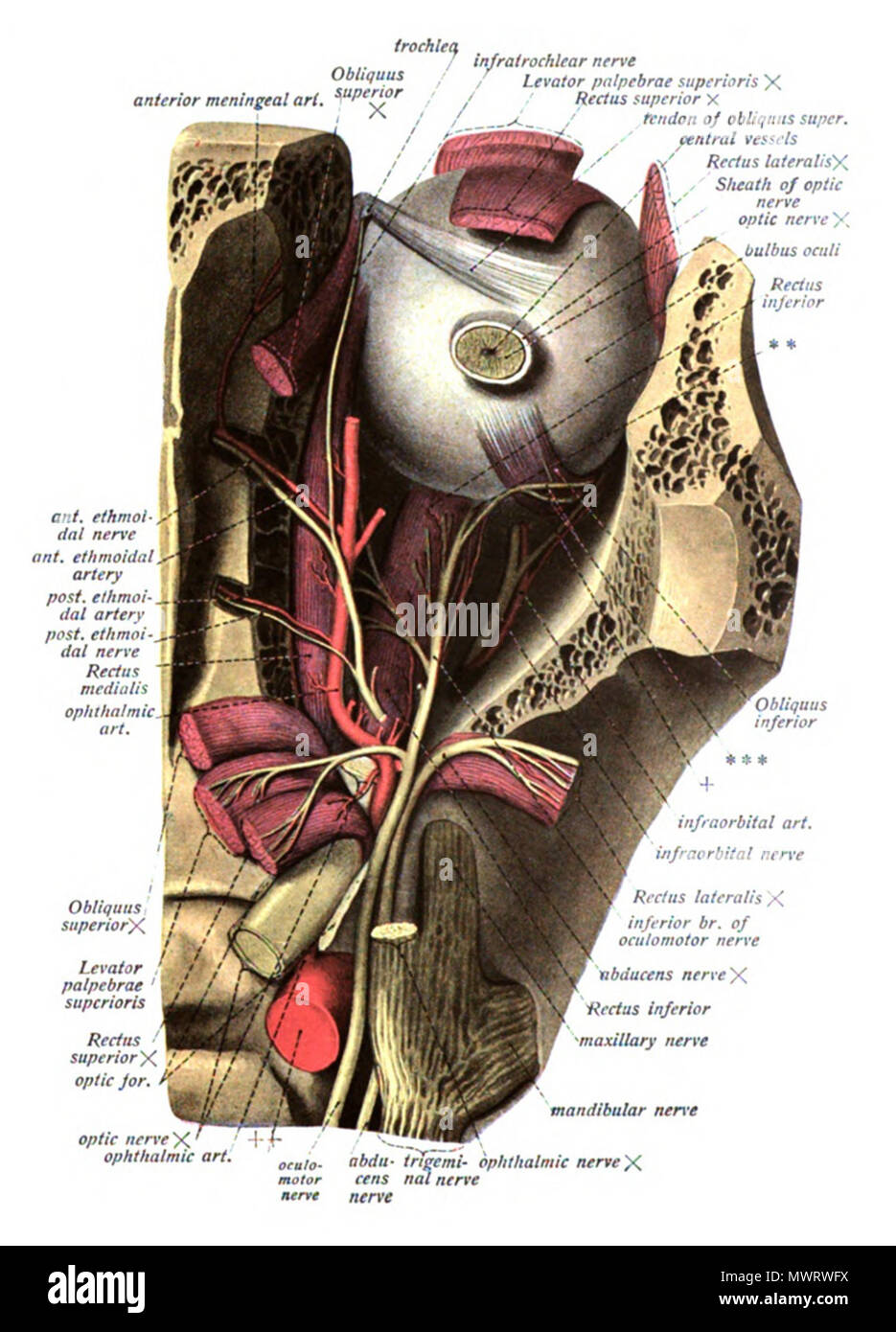 . Englisch: Eine anatomische Abbildung aus dem Jahre 1908 Edition von sobotta Atlas der Anatomie des Menschen. 22 Oktober 2013, 00:36:08. Dr. Johannes Sobotta 565 Sobo 1909 547 Stockfoto