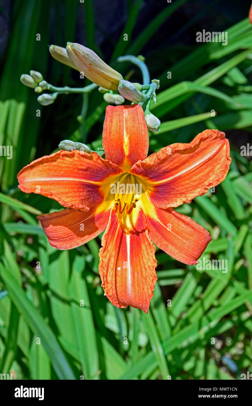 Dunkel Ziegelrot lilium Bonsoir Stockfoto