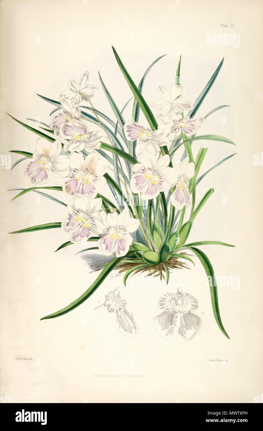 . Abbildung: Miltoniopsis Phalaenopsis (syn. Odontoglossum Phalaenopsis). 1874. Walter Hood Fitch del. et lith. James Bateman Ed 417 Miltoniopsis Phalaenopsis (als Odontoglossum Phalaenopsis)-pl. 3 - Bateman - eine Monographie von Odontoglossum Stockfoto