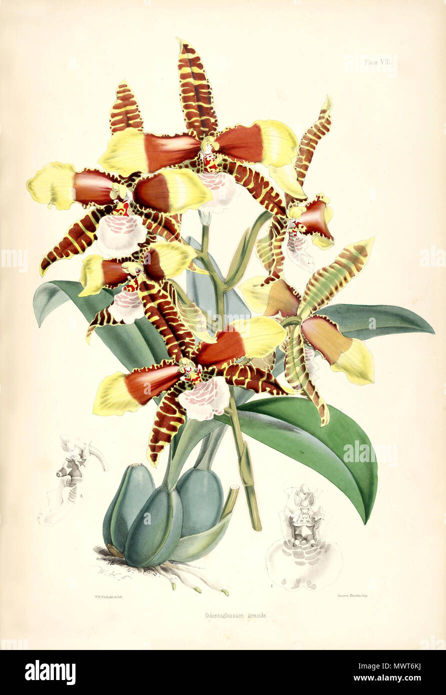 . Abbildung: Rossioglossum Grande (syn. Odontoglossum Grande). 1874. Walter Hood Fitch del. et lith. James Bateman Ed 529 Rossioglossum Grande (als Odontoglossum Grande)-pl. 8 Bateman, Odont Monogr. Stockfoto