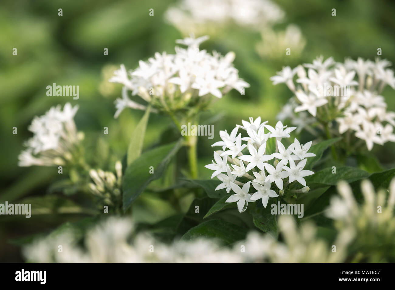 Weiß Pentas Integrifolia oder ägyptischen Star cluster Blumen blühen im Garten. Stockfoto