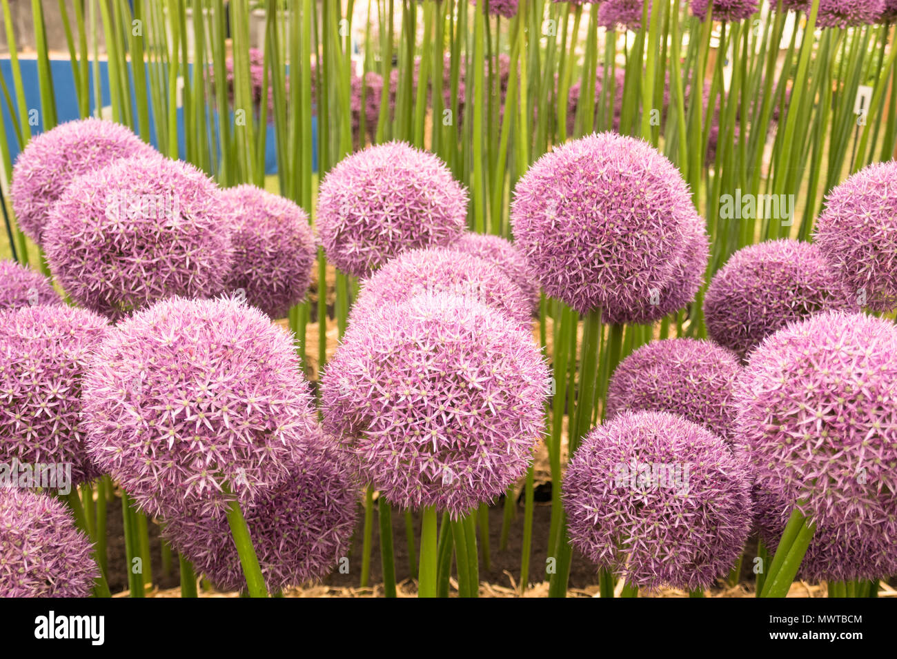 Allium Blütenköpfe Stockfoto