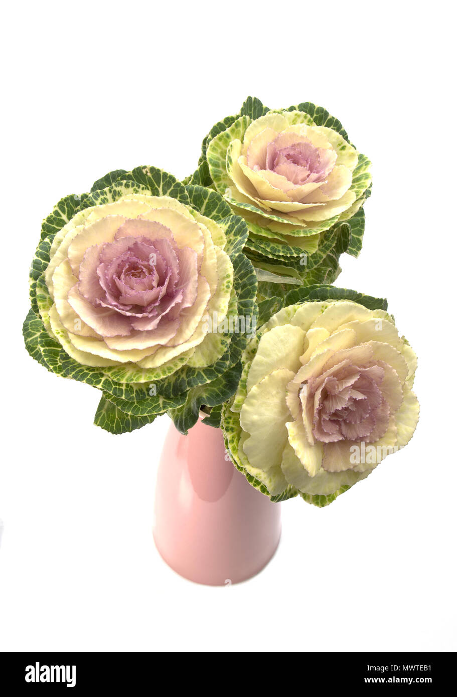 Zierpflanzen Kale in einem rosa Vase Stockfoto