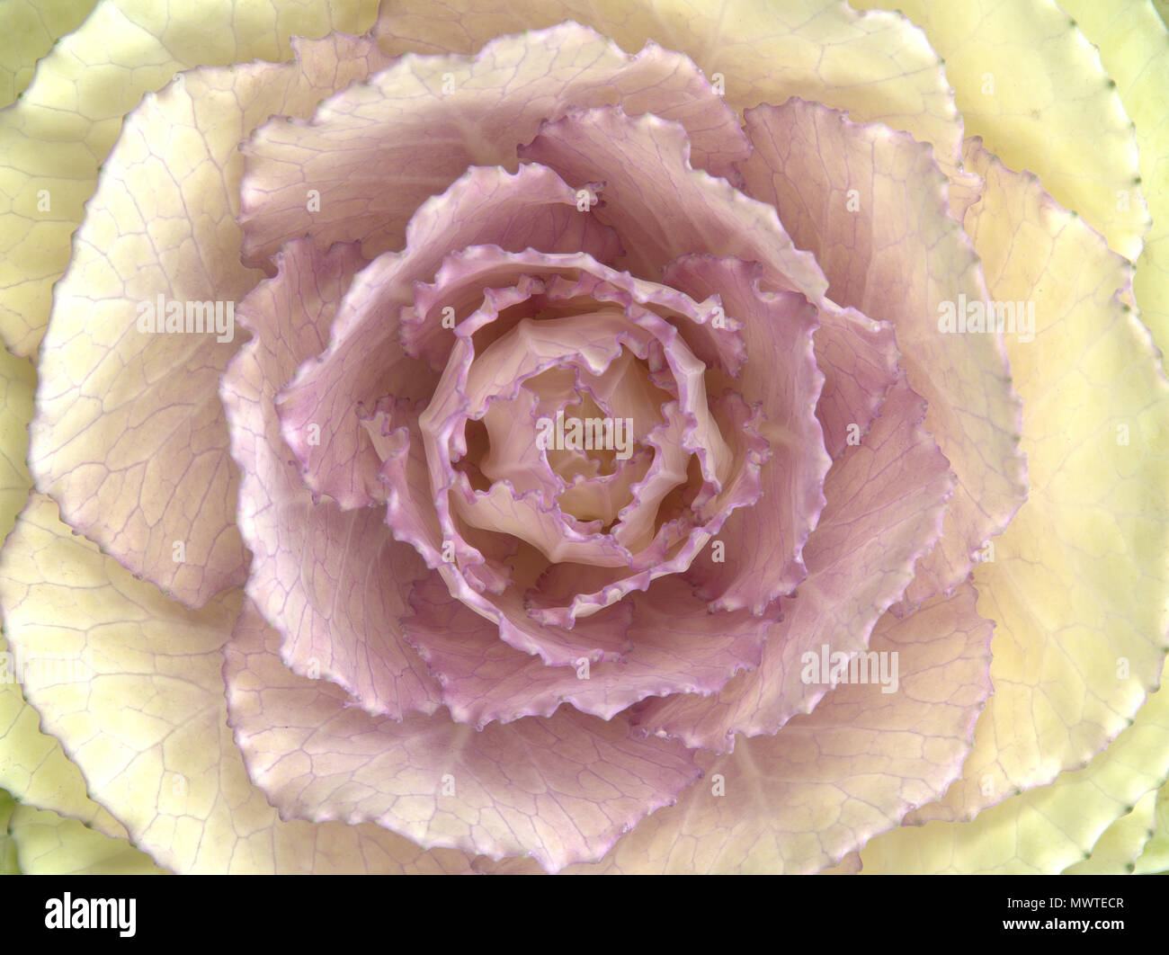 Zierpflanzen Kale closeup Stockfoto