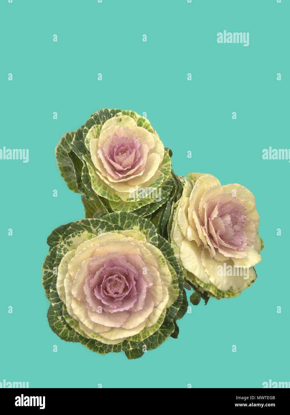 Zierpflanzen Kale isoliert gegen Pantone grün Hintergrund Stockfoto