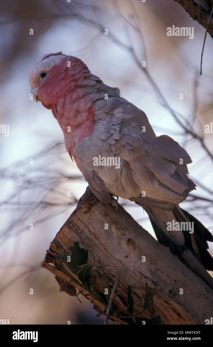 Australische galah (Cactua roseicapilla) auf Baumstumpf, Hunter Valley Region, New South Wales, Australien Stockfoto