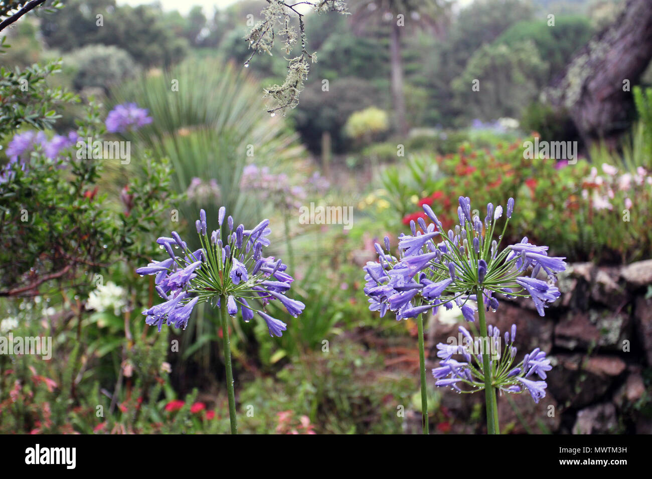 Sub-Tropical Blumen Stockfoto