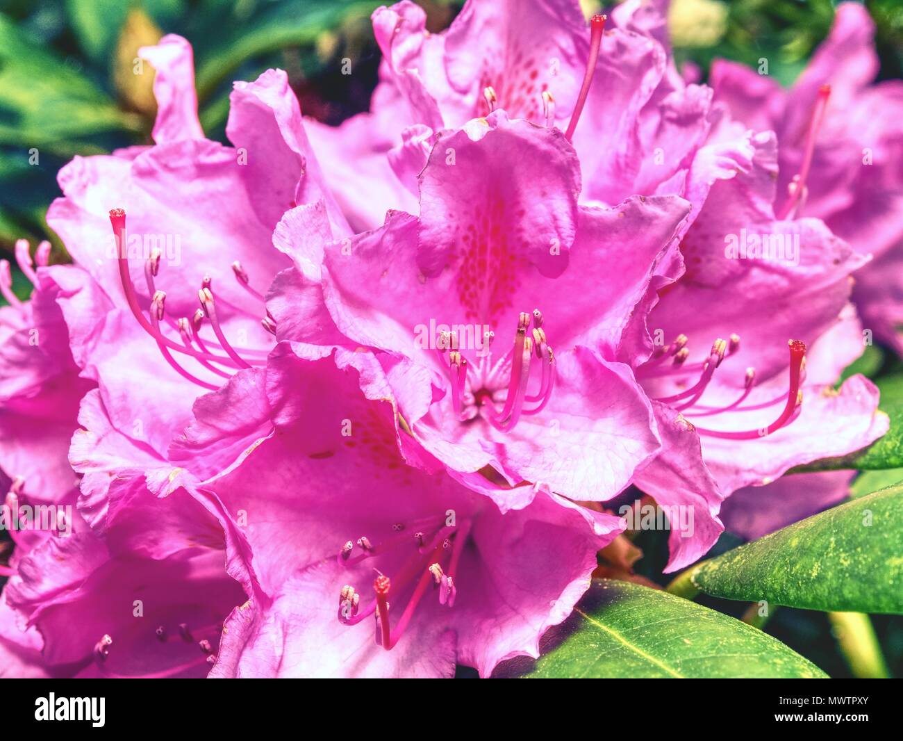 Rhododendron Indicum Azalee Bonsai Baum in der pflanzmaschine Garten