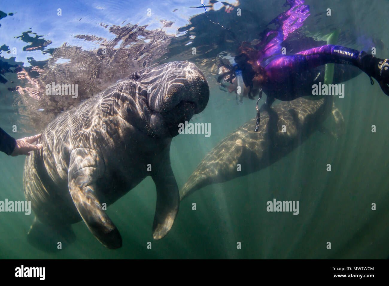 West Indian Manatee (Trichechus Manatus), Unterwasser mit Schnorchler, Homosassa Springs, Florida, Vereinigte Staaten von Amerika, Nordamerika Stockfoto