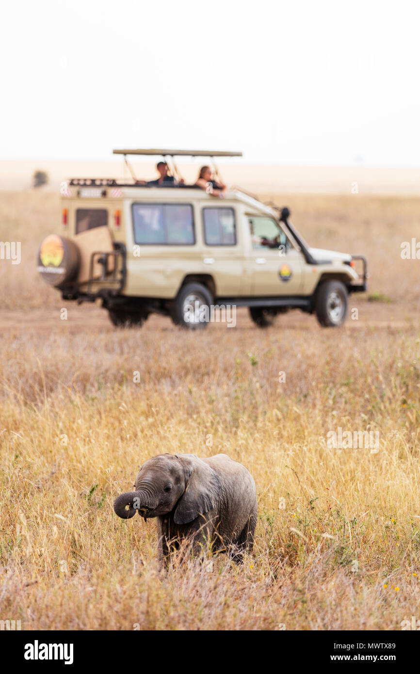 Touristen auf Game Drive gerade ein Baby Afrikanischer Elefant (Loxodonta africana), Serengeti Nationalpark, UNESCO, Tansania, Ostafrika, Südafrika Stockfoto