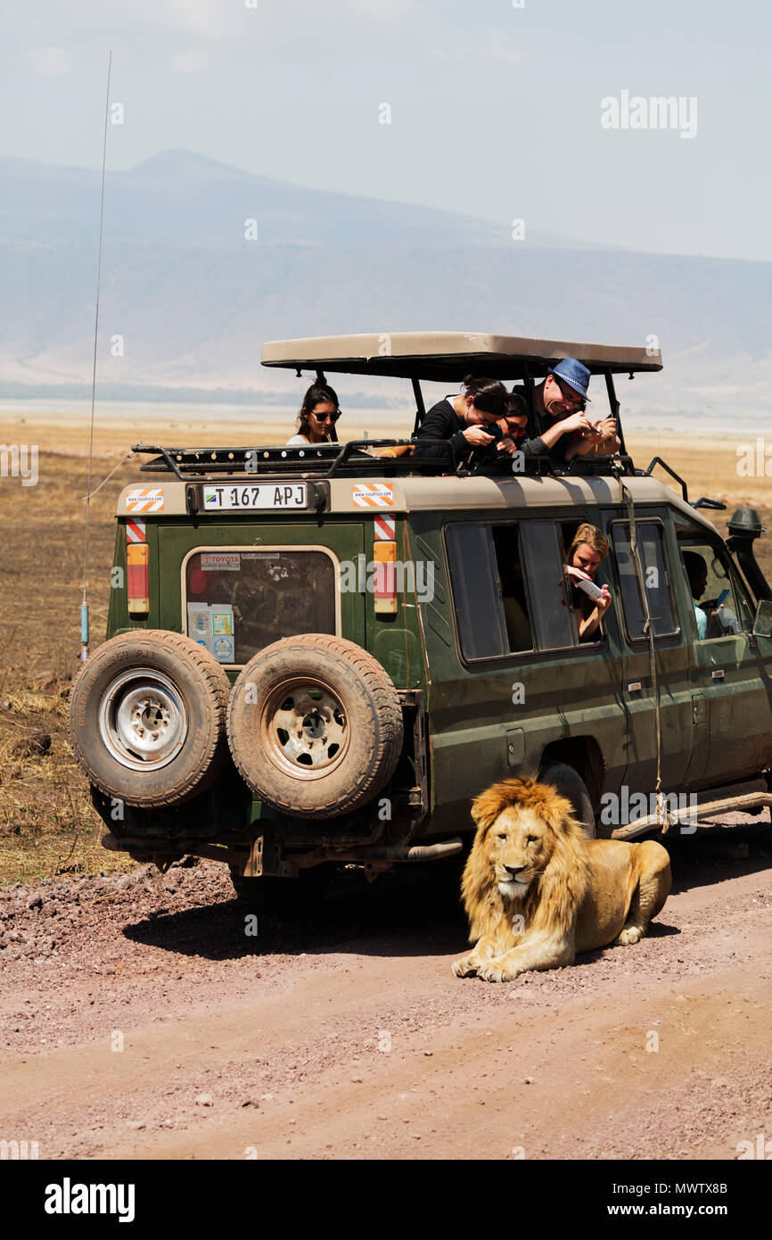 Touristen auf einer Pirschfahrt beobachten ein Löwe (Panthera leo), Ngorongoro Crater Conservation Area, UNESCO, Tansania, Ostafrika, Südafrika Stockfoto