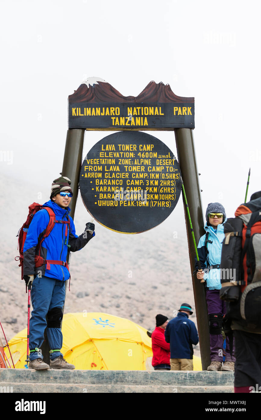 Wanderer bei Lava Tower Camp ankommen, Kilimanjaro Nationalpark, UNESCO-Weltkulturerbe, Tansania, Ostafrika, Südafrika Stockfoto
