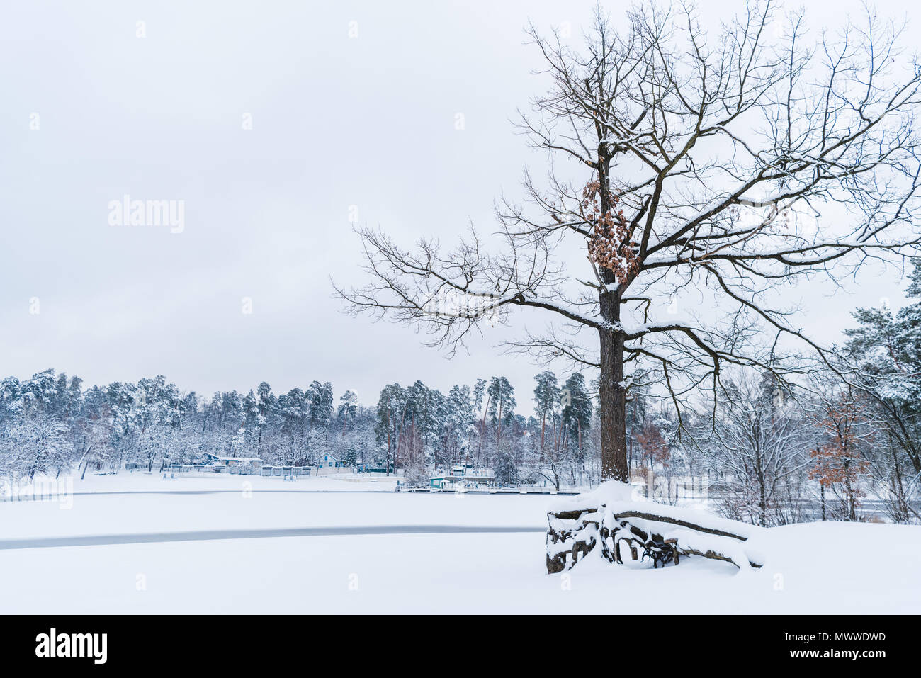 Trockenen Baum, gefrorenen See und verschneite Bäume im Winter Park Stockfoto