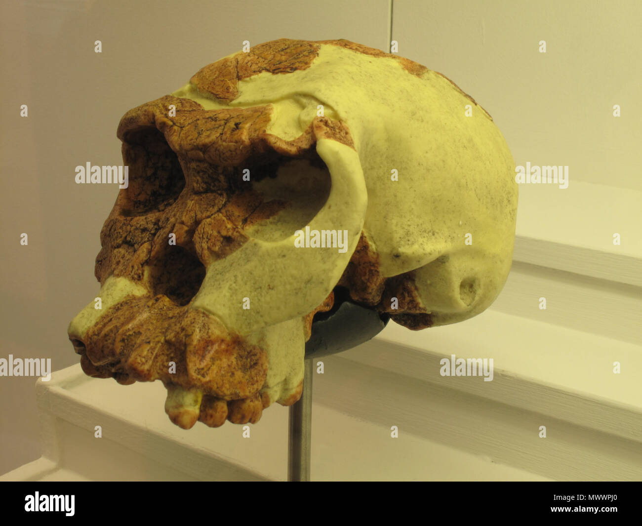 . Auf Anzeige in Lausanne das Natural History Museum in Rumin palace Homo habilis. Rama 284 Homo habilis IMG 2911 Stockfoto