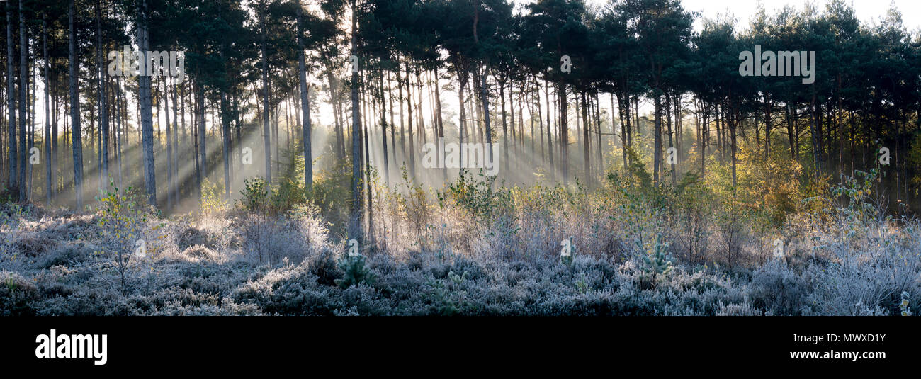 Wald Sonnenstrahlen Panorama, Surrey, England, Vereinigtes Königreich, Europa Stockfoto
