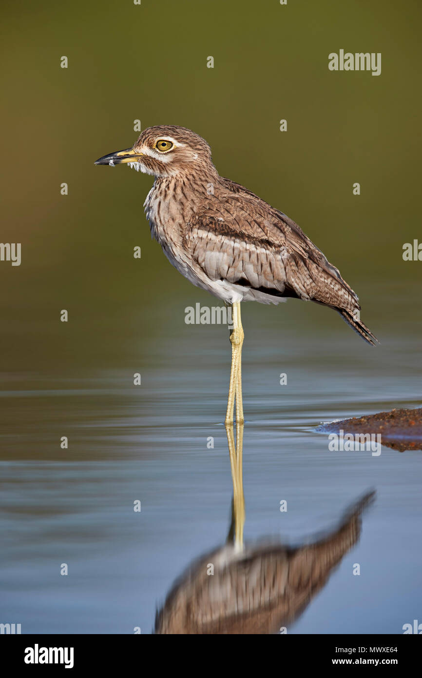 Wasser Thickknee (Wasser Dikkop) (Burhinus Vermiculatus), Krüger Nationalpark, Südafrika, Afrika Stockfoto