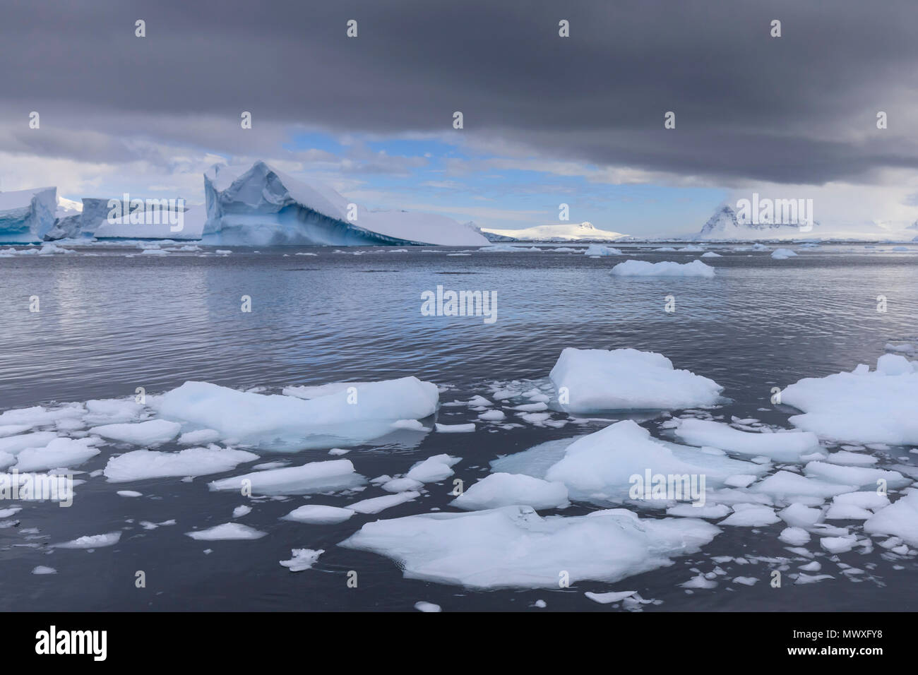 Eisberge und growlers aus Cuverville Island, errera Channel, Danco Coast, Antarktische Halbinsel, Antarktis, Polargebiete Stockfoto