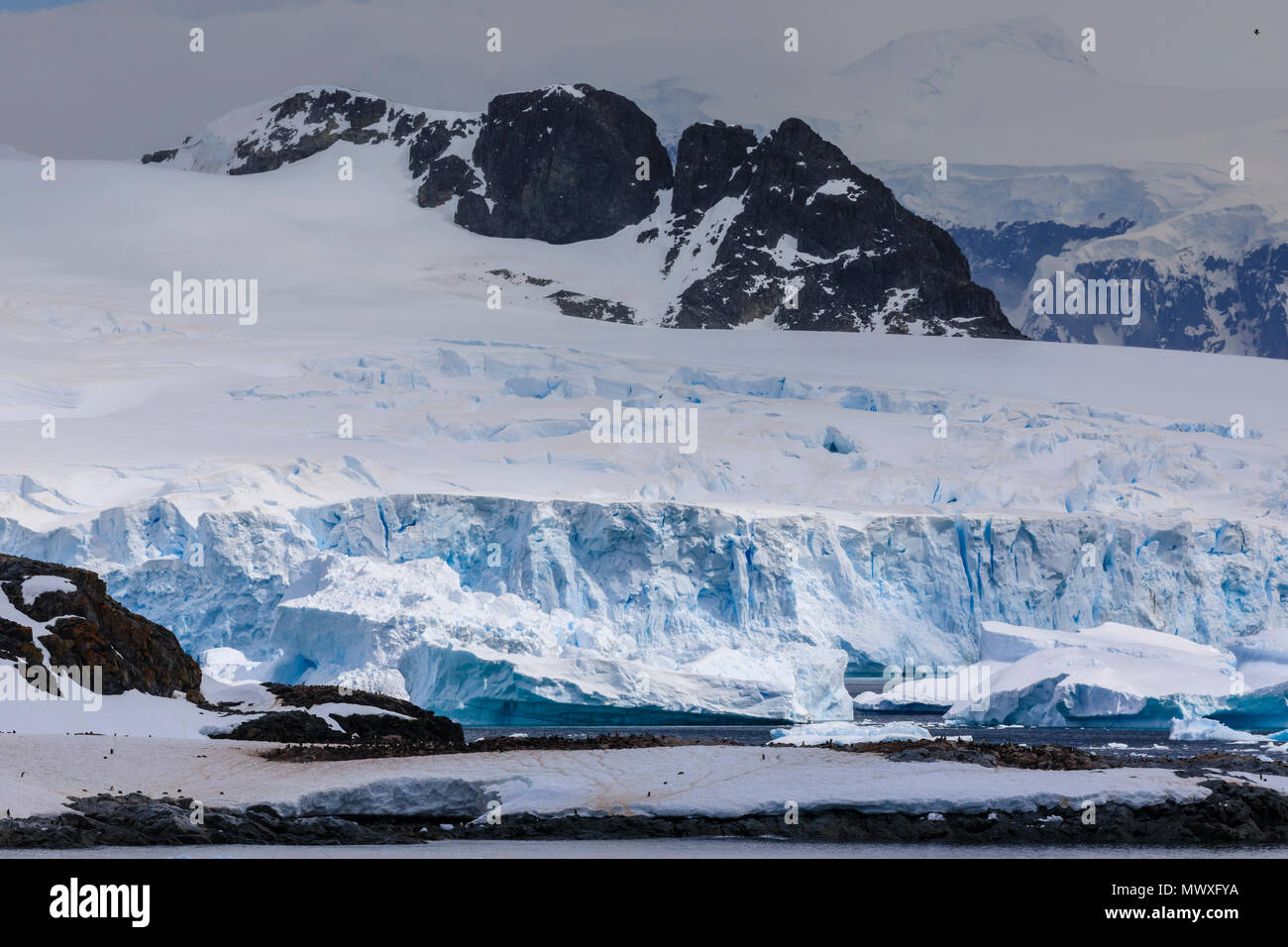 Pinguin Kolonien, Eisberge und Gletscher, Cuverville Island, errera Channel, Danco Coast, Antarktische Halbinsel, Antarktis, Polargebiete Stockfoto