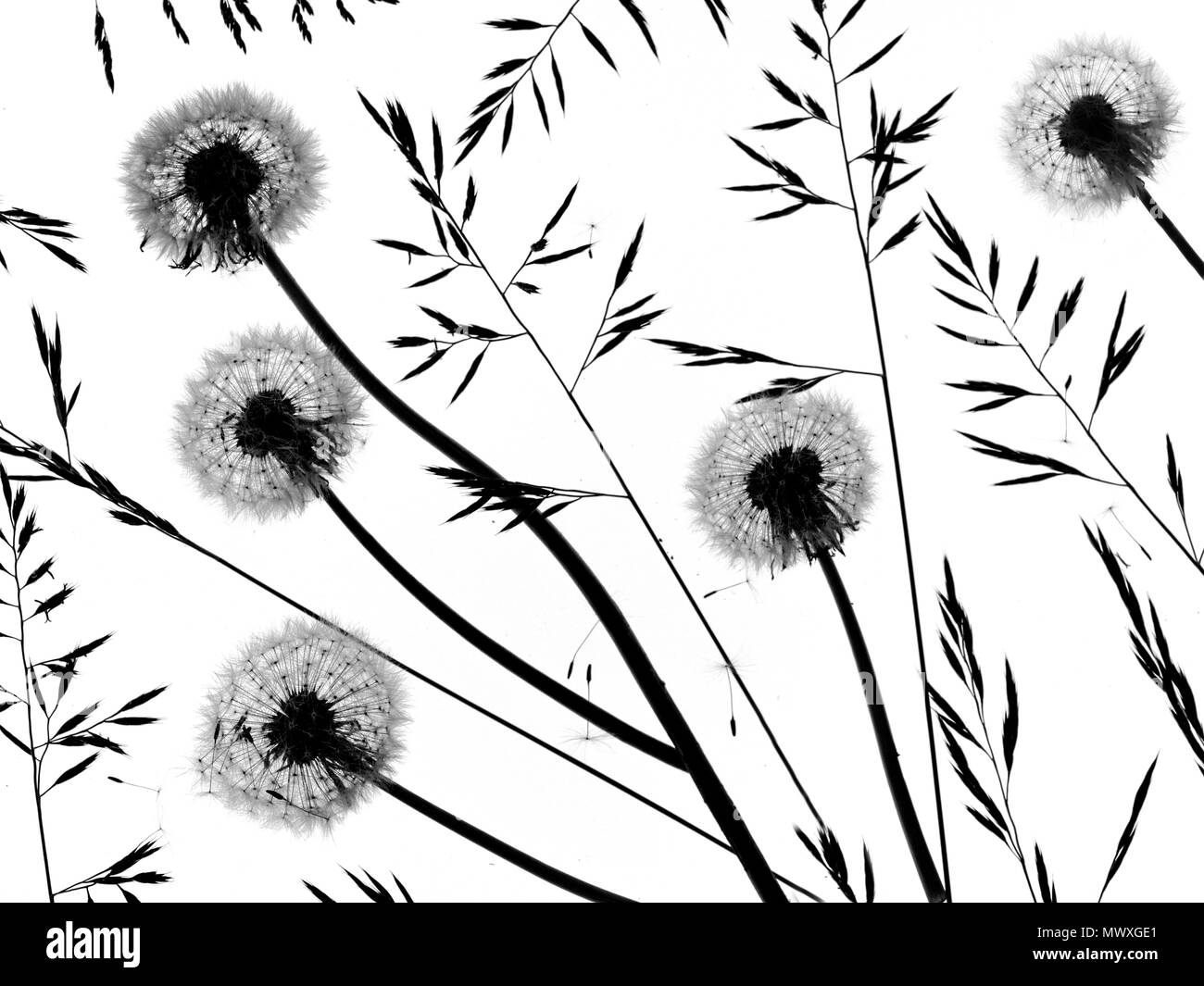 Eine Montage des Löwenzahns Taxaxacum officinale seedheads und Gräser Stockfoto