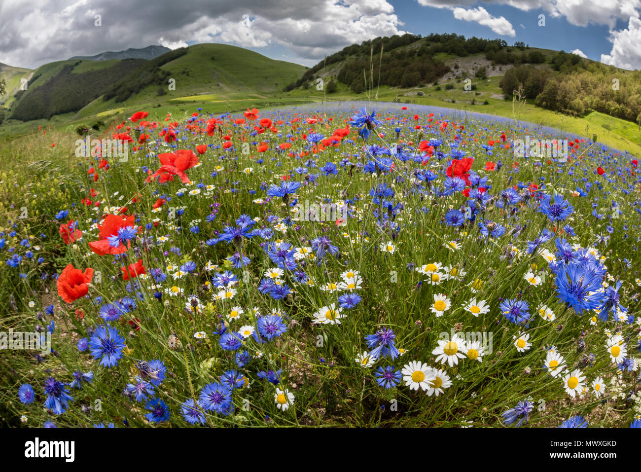 Wildflower meadow von Mohn, ox-eye Daisy und Kornblume, Monte Sibillini, Piano Grande, Umbrien, Italien, Europa Stockfoto