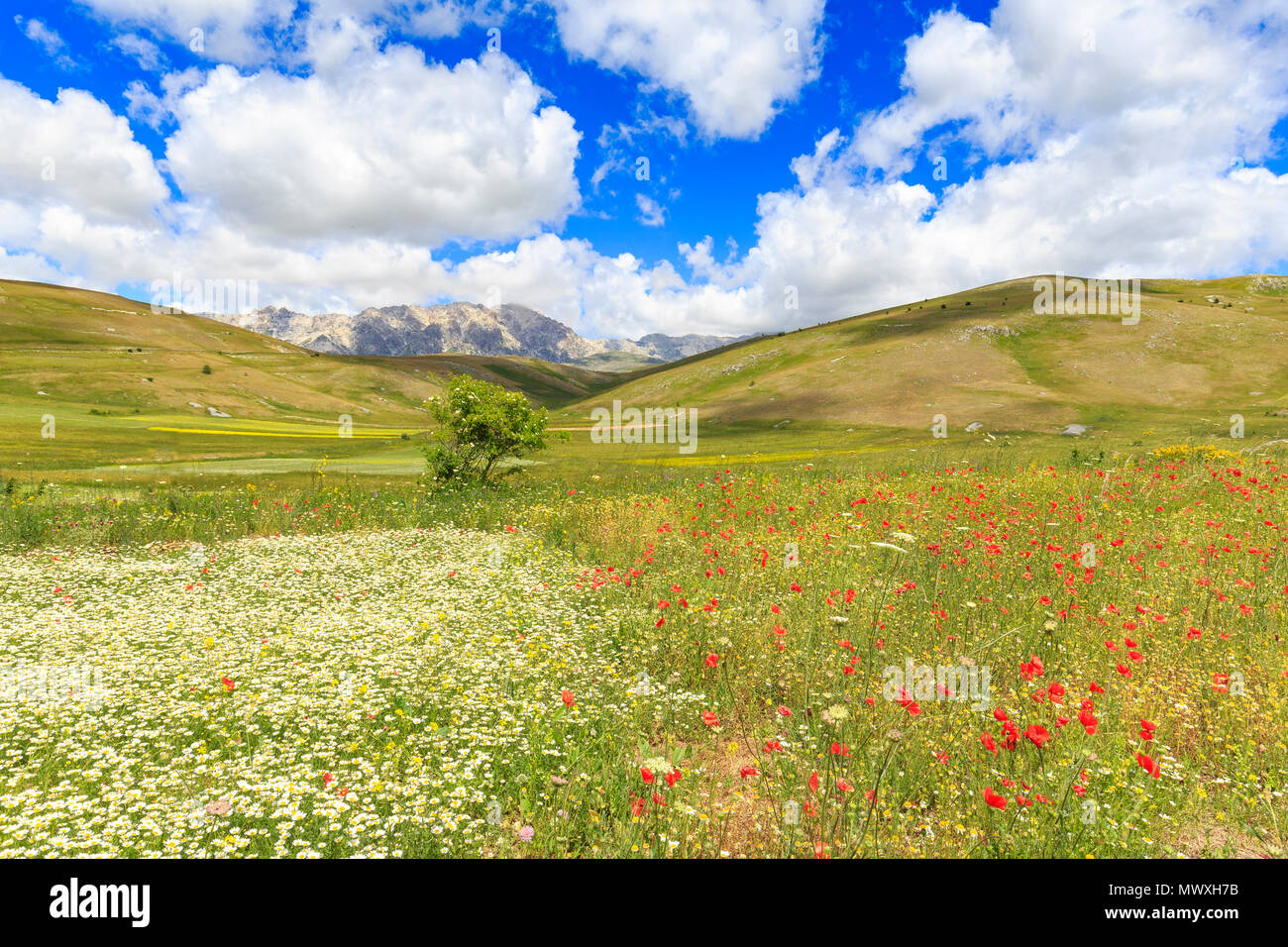 Blüten in der Linse Felder von Santo Stefano di Sessanio, Abruzzen, Italien, Europa Stockfoto